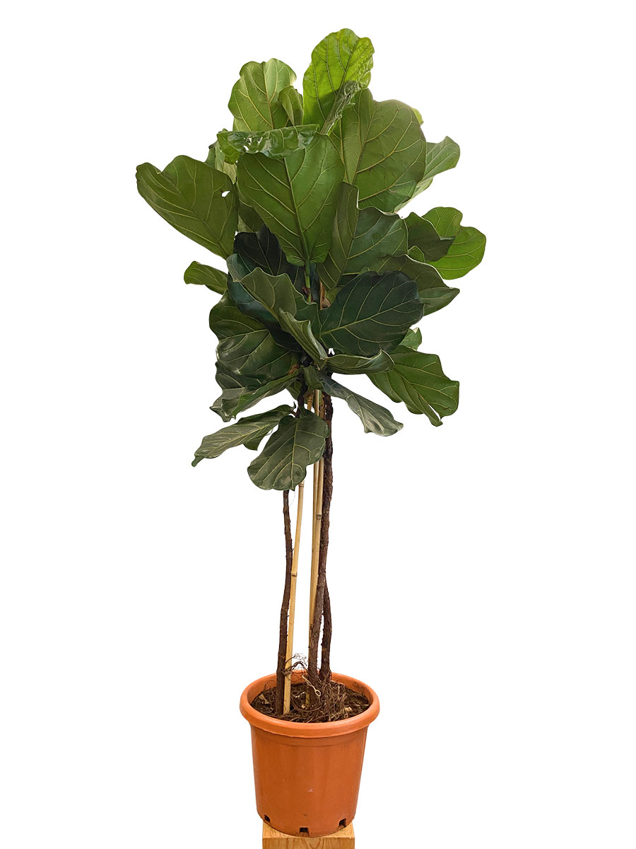 Geigenfeige Ficus lyrata Multistamm