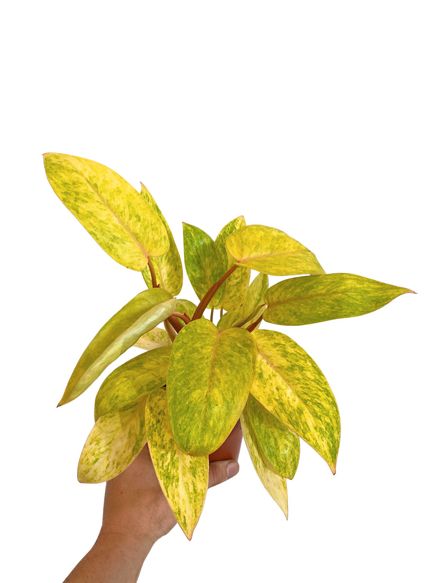 Philodendron Painted Lady