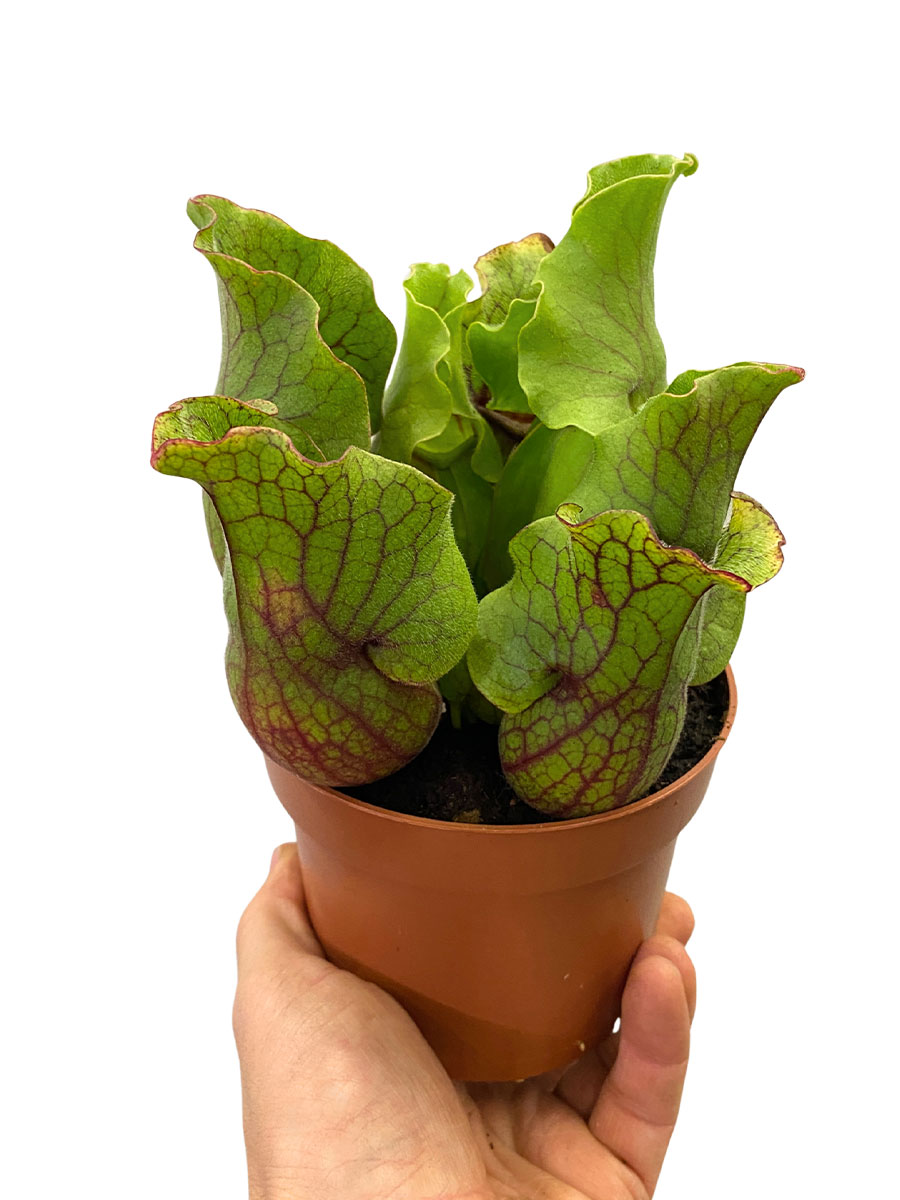 Schlauchpflanze Sarracenia Purpurea