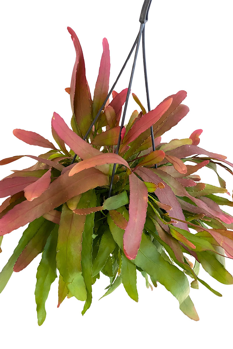 Hänger - Rhipsalis Red Coral