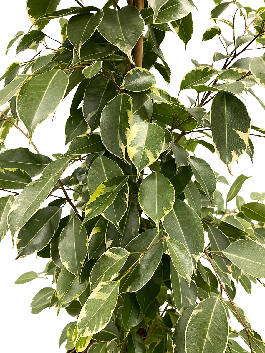 Ficus Benjamina Golden King
