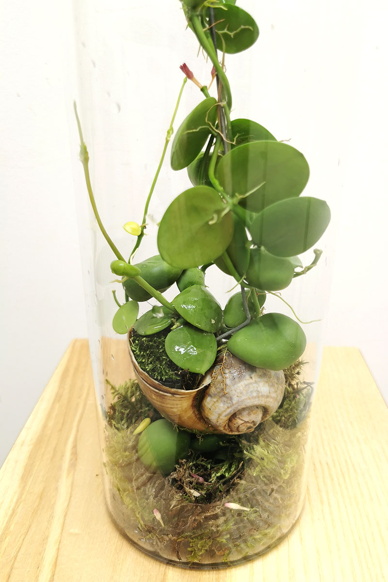 Schneckenhauspflanze im Glas
