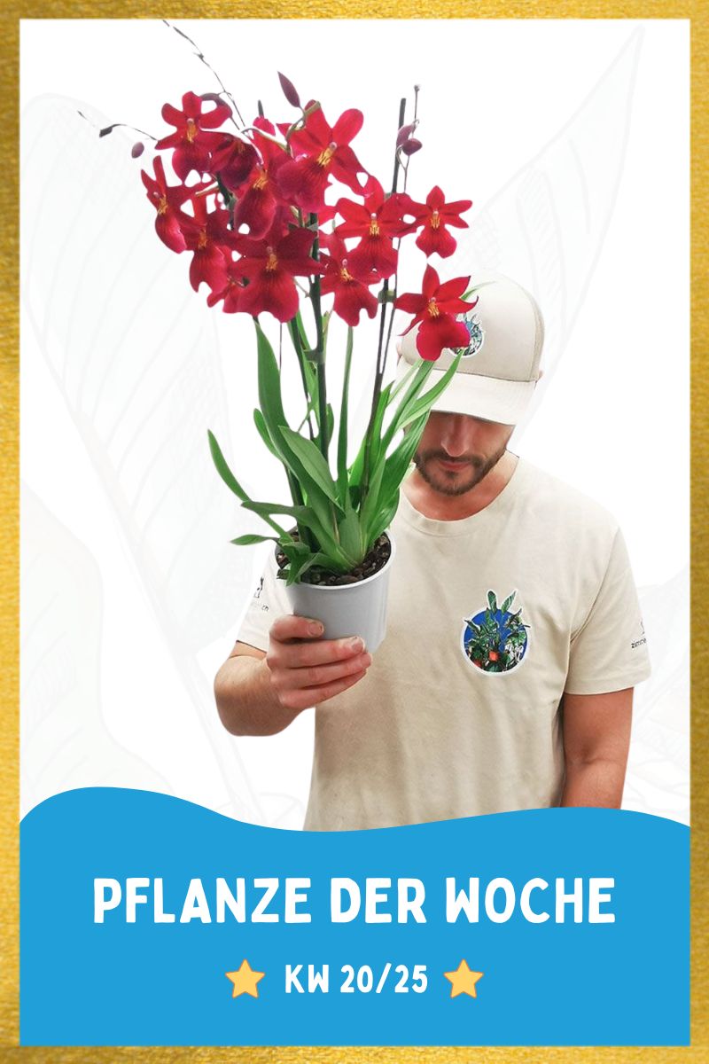 Orchidee Nelly Isler Red Velvet