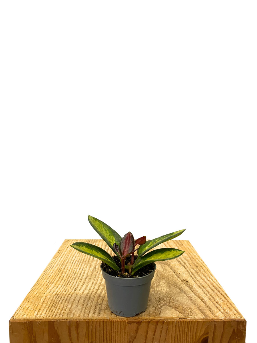 Hoya Australis Tricolor