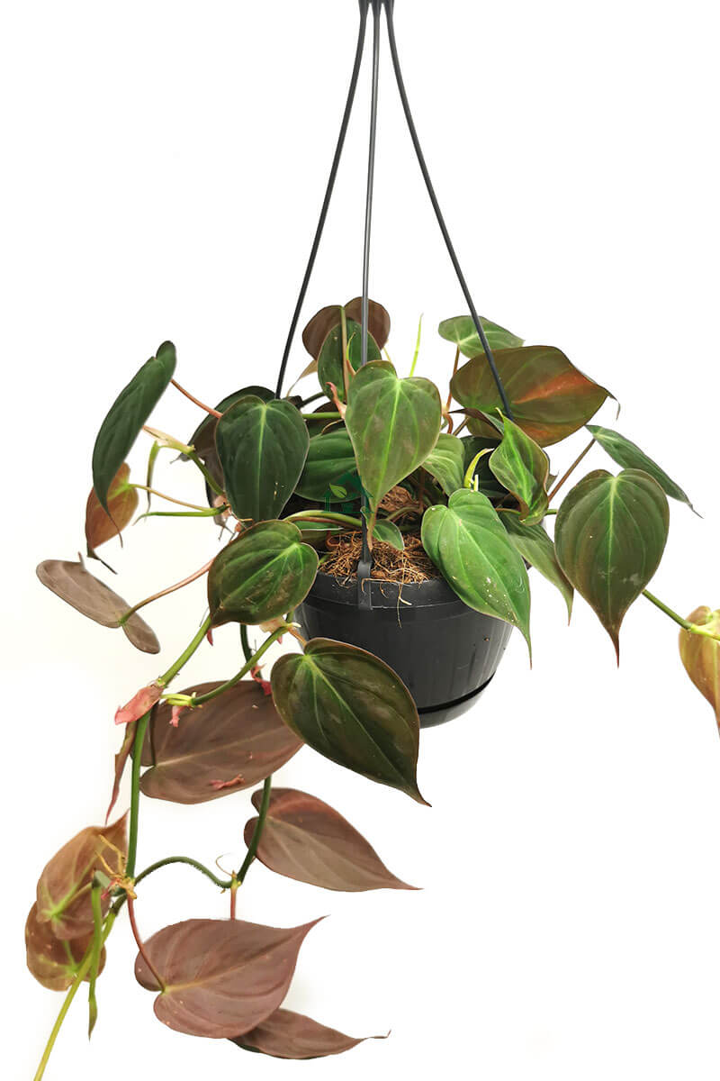 Philodendron micans Hänger Zimmerpflanzen online kaufen