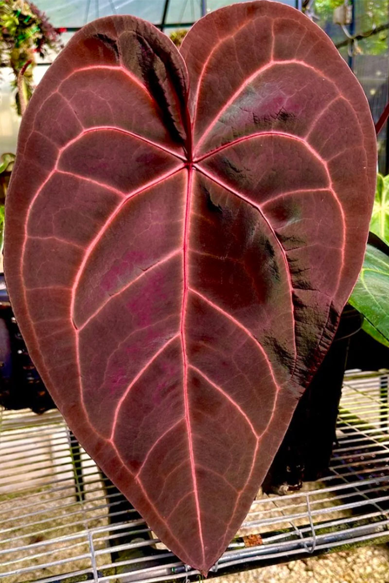 Anthurium DocBlock Black Widow Red Velvet Cake