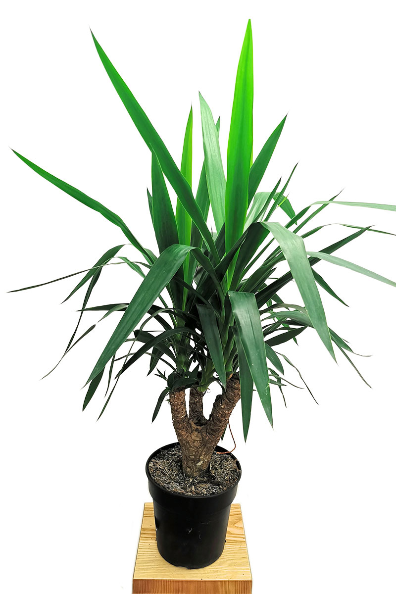 Palmlilie Yucca elephantipes verzweigt 80cm