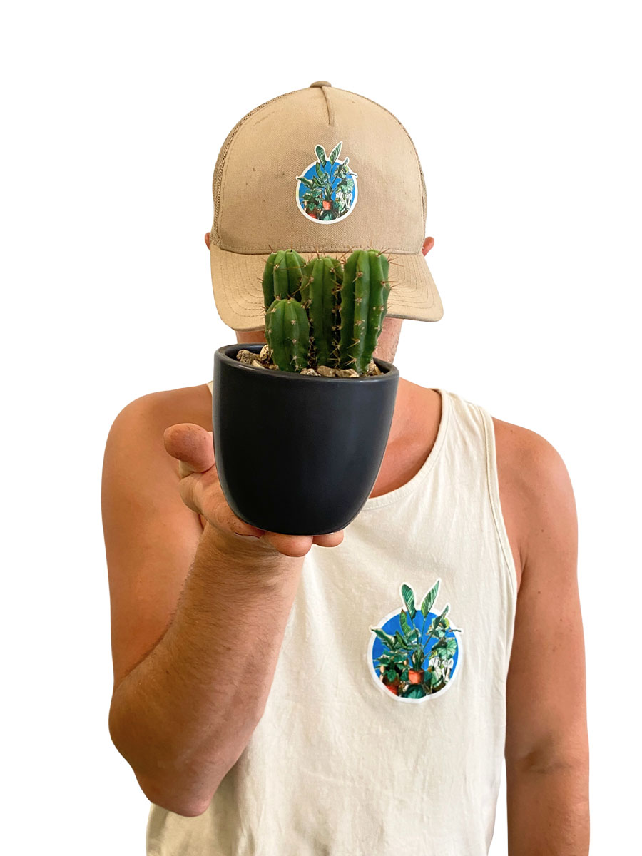 Baby San Pedro Kaktus Keramik