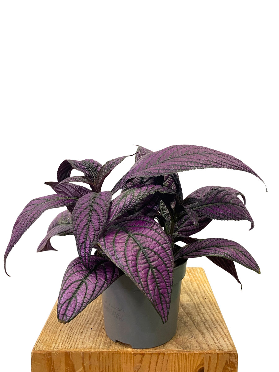 Strobilanthes Metallica