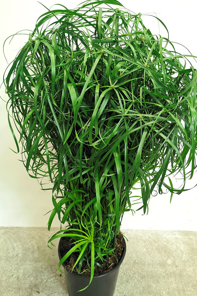 Cyperus Zimmerpflanzen online kaufen