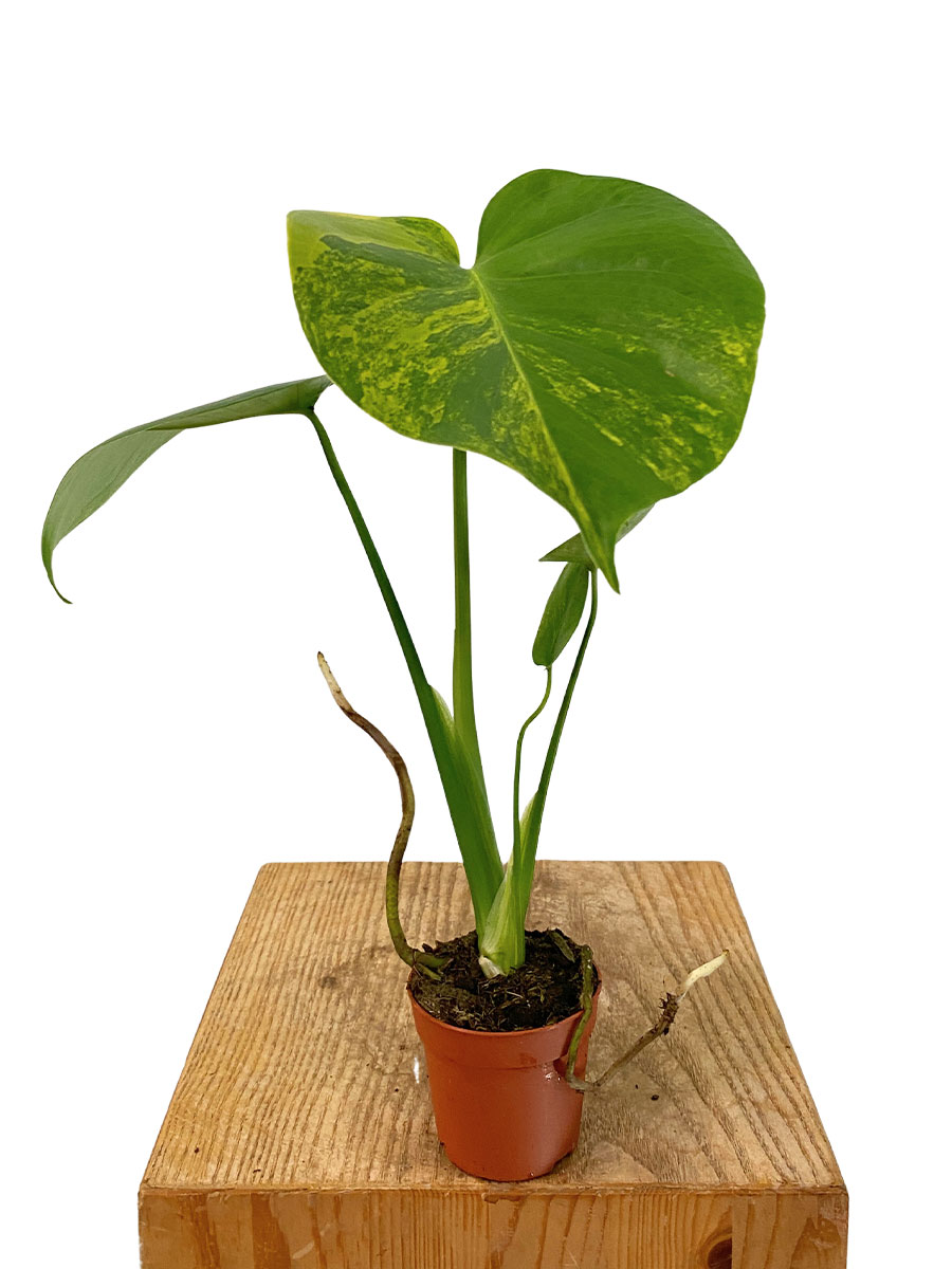 Baby Monstera Deliciosa Aurea Variegata