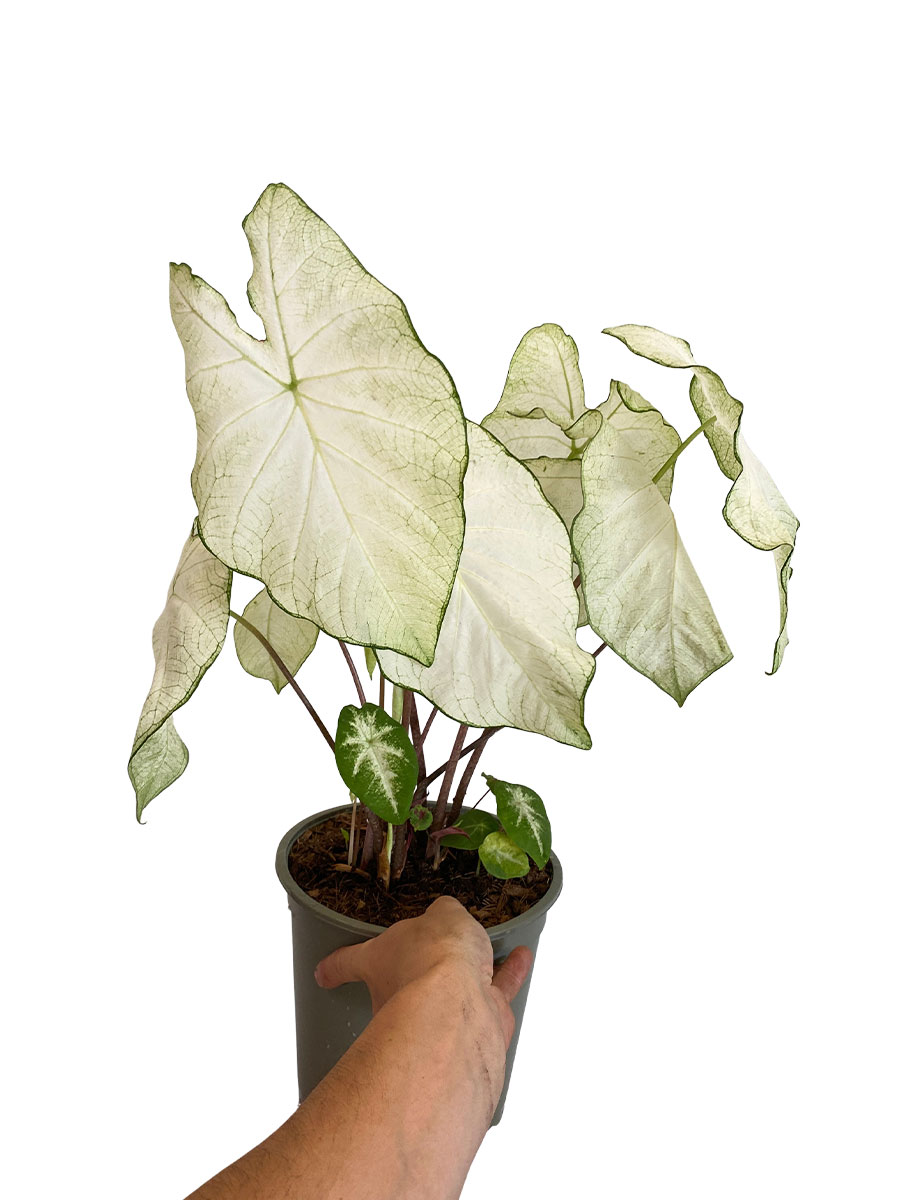 Caladium Florida Moonlight XL