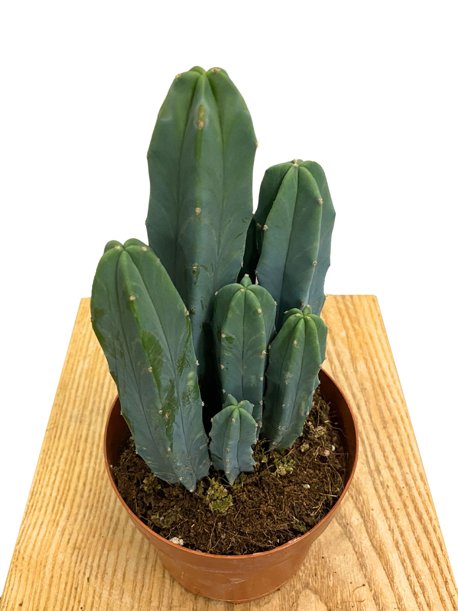 Myrtillocactus Geometrizans Myrtillocactus Geometrizans