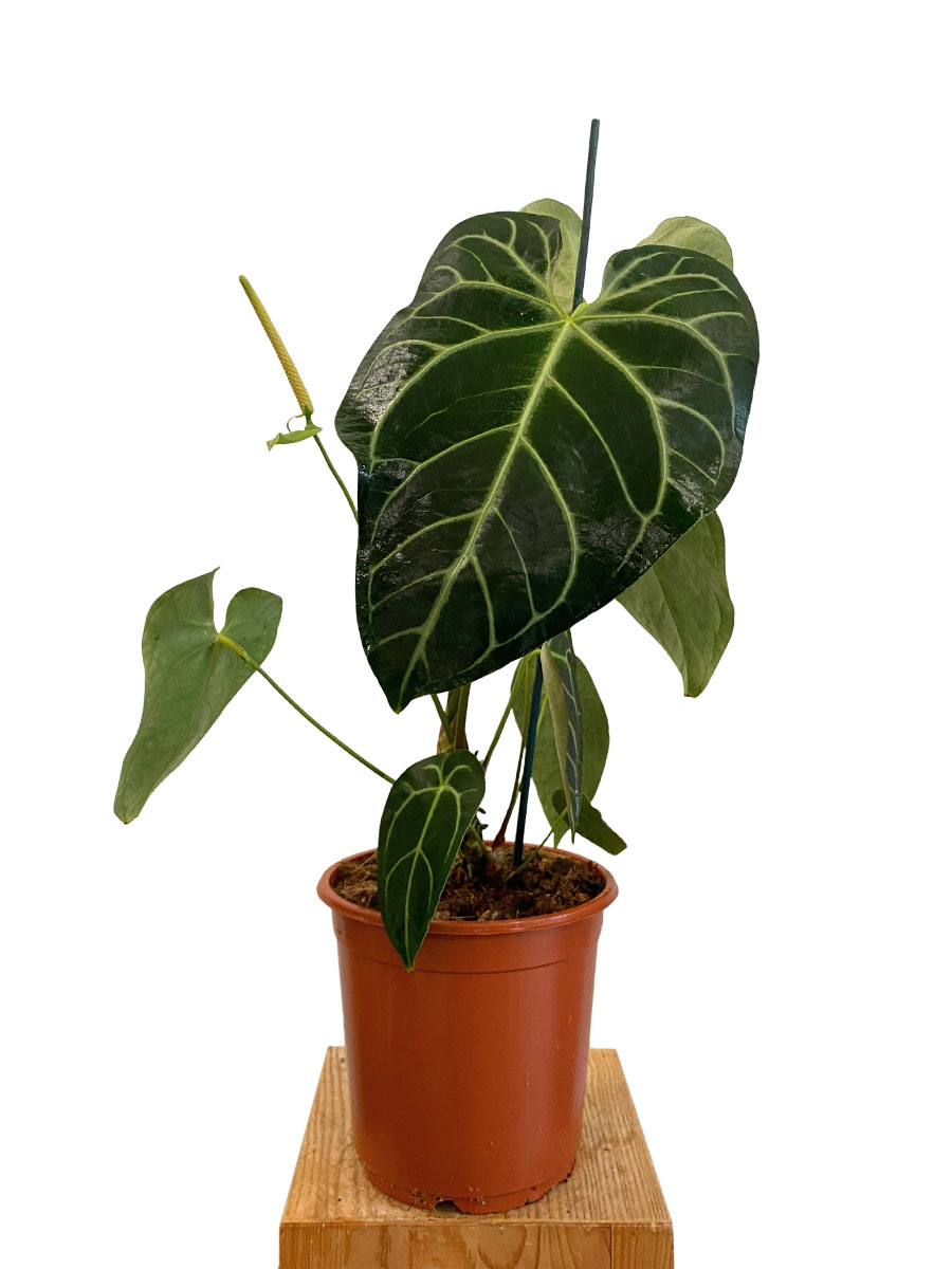 Anthurium Regale - Gross