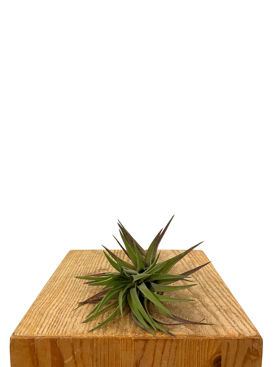Tillandsia Cyanea Abdita