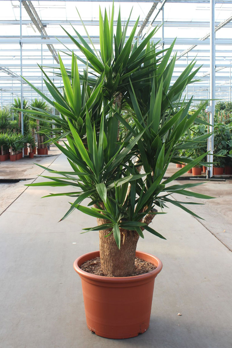 Palmlilie Yucca elephantipes verzweigt - Gross
