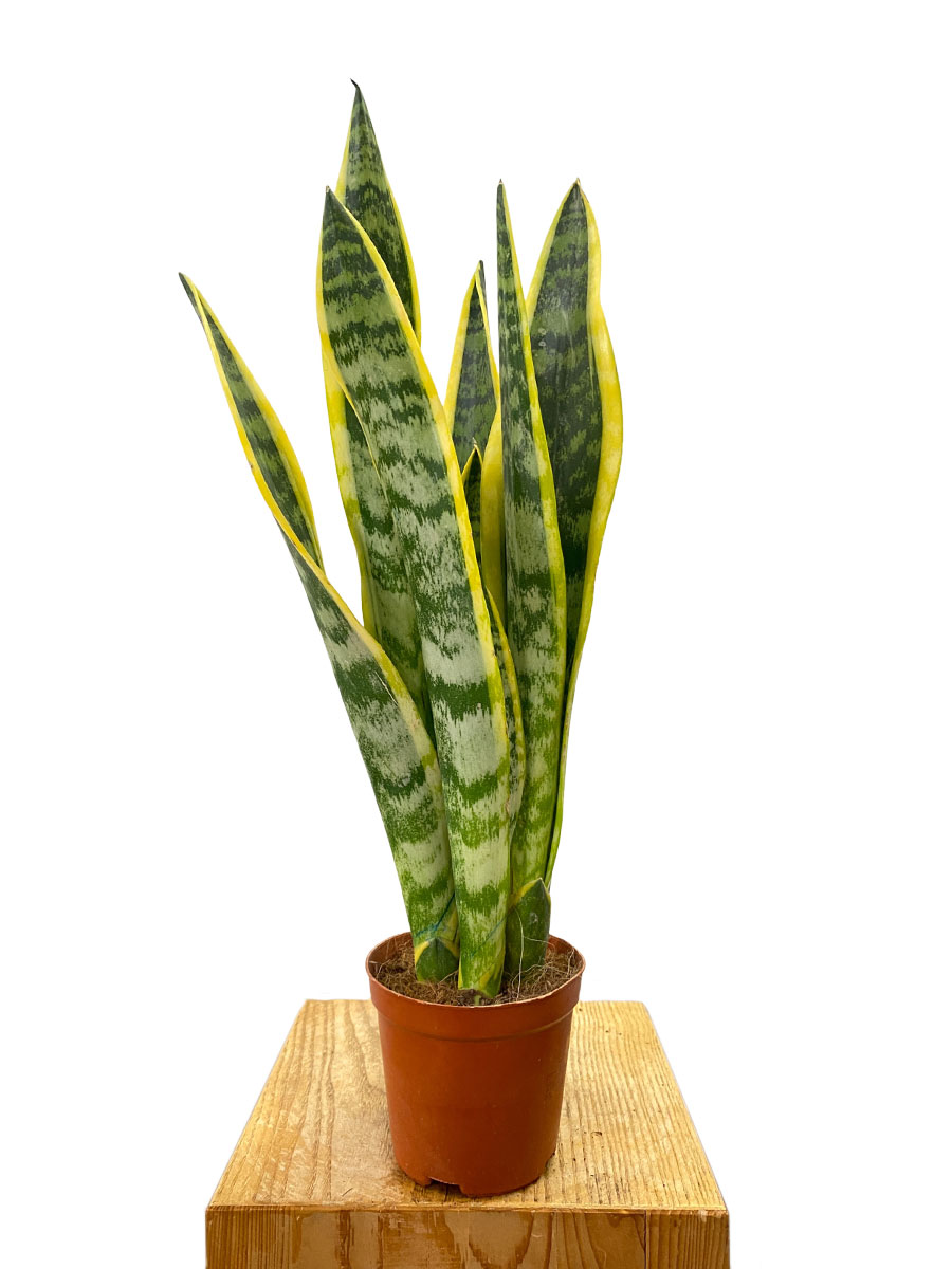 Bogenhanf Sansevieria Laurentii