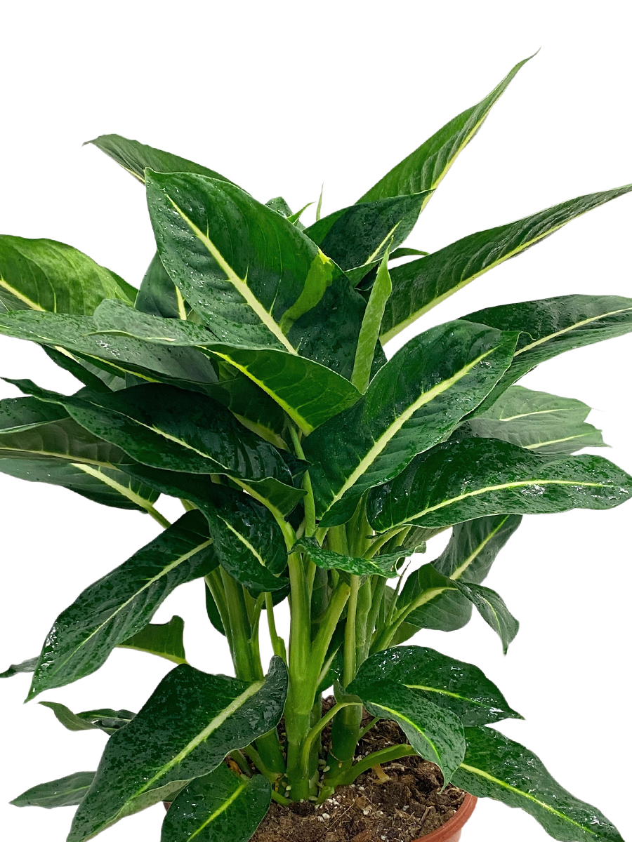 Dieffenbachia Green Magic