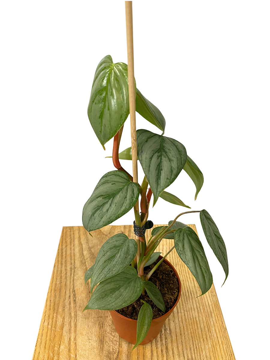 Philodendron Sodiroi