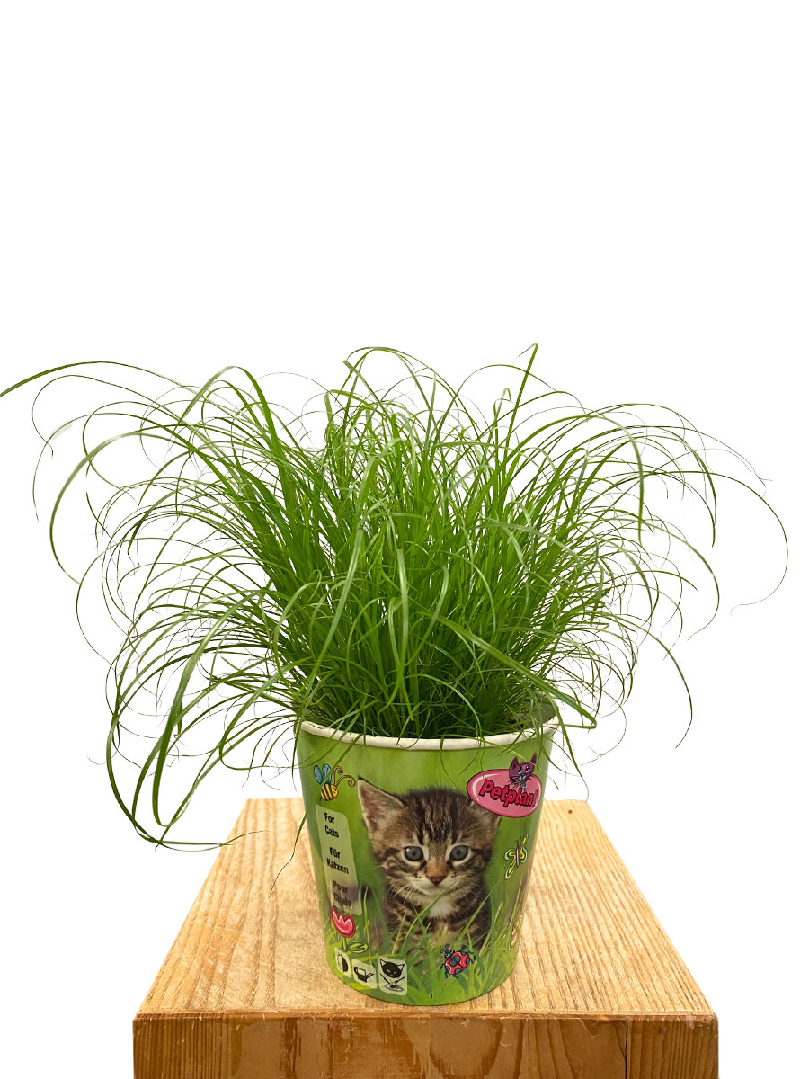 Echtes Katzengras Cyperus Alternifolius Bio