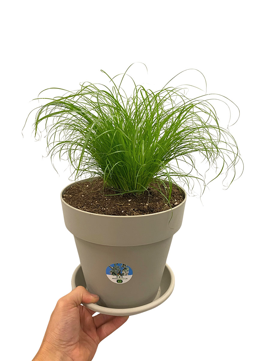 Echtes Katzengras Cyperus Alternifolius Bio XL