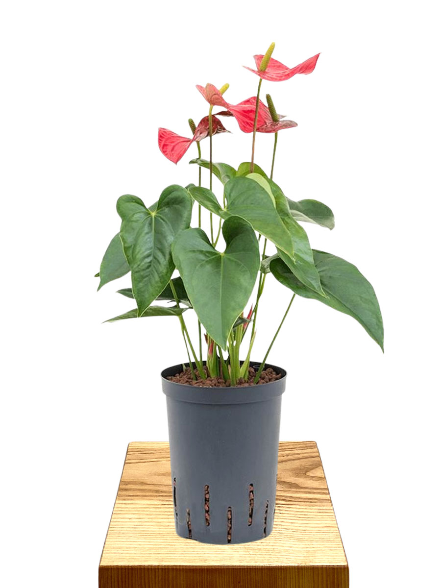 Hydro - Anthurium andraeanum Sierra