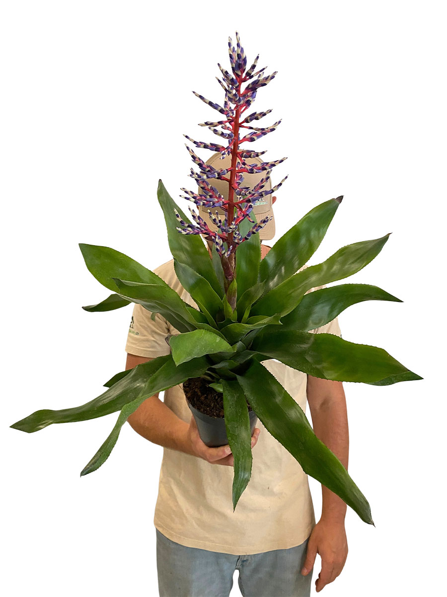 Aechmea Blue Rain