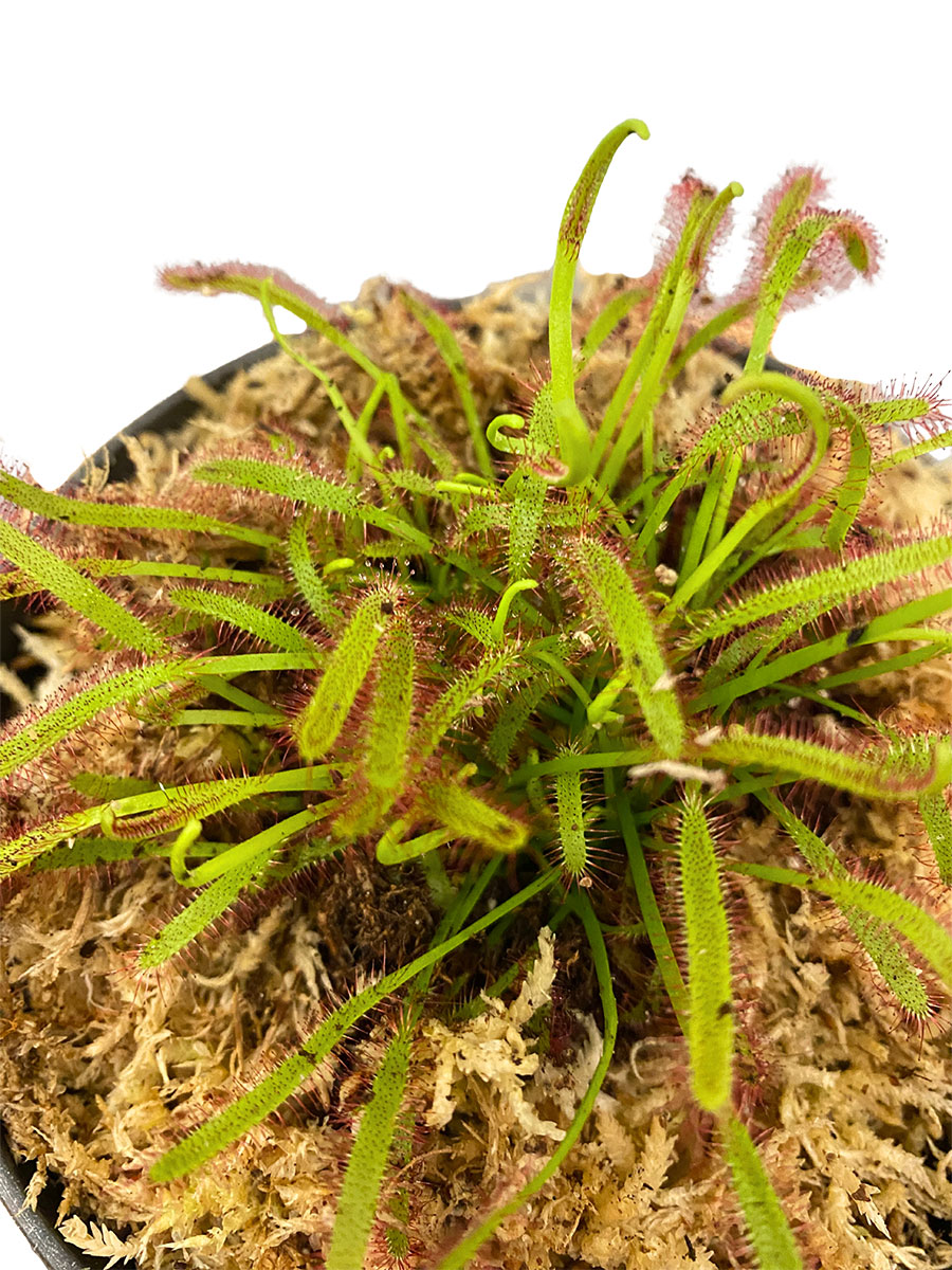 Sonnentau Drosera Capensis