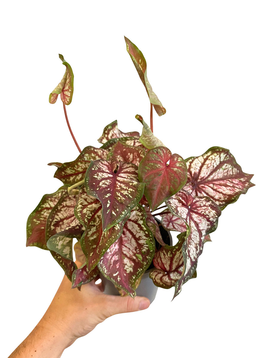 Caladium Bicolor
