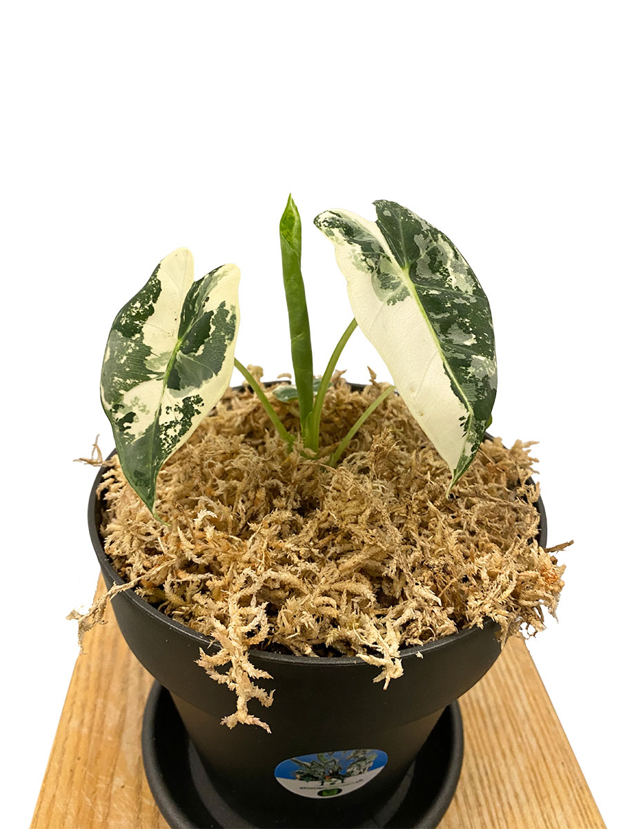 Alocasia Frydek Variegata