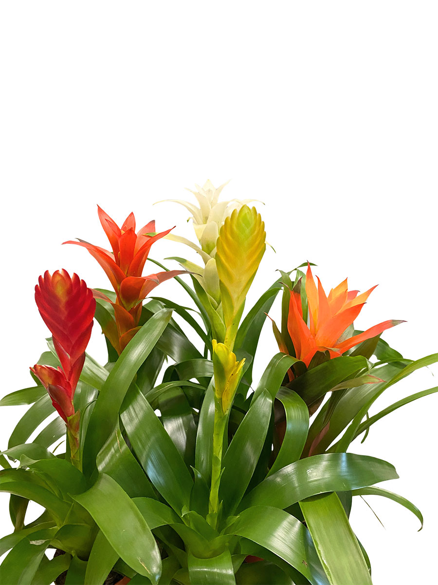 Bromelia 5er Set - Gemischt Gross