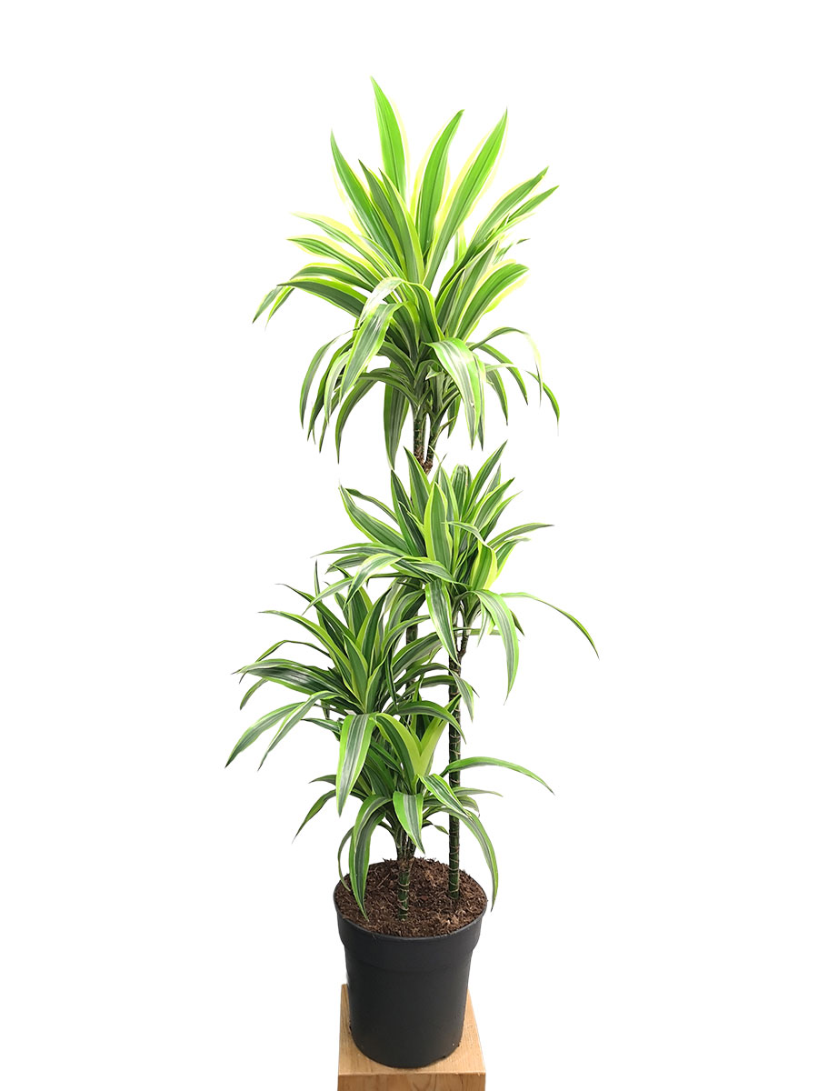 Dracaena Lemon Lime verzweigt