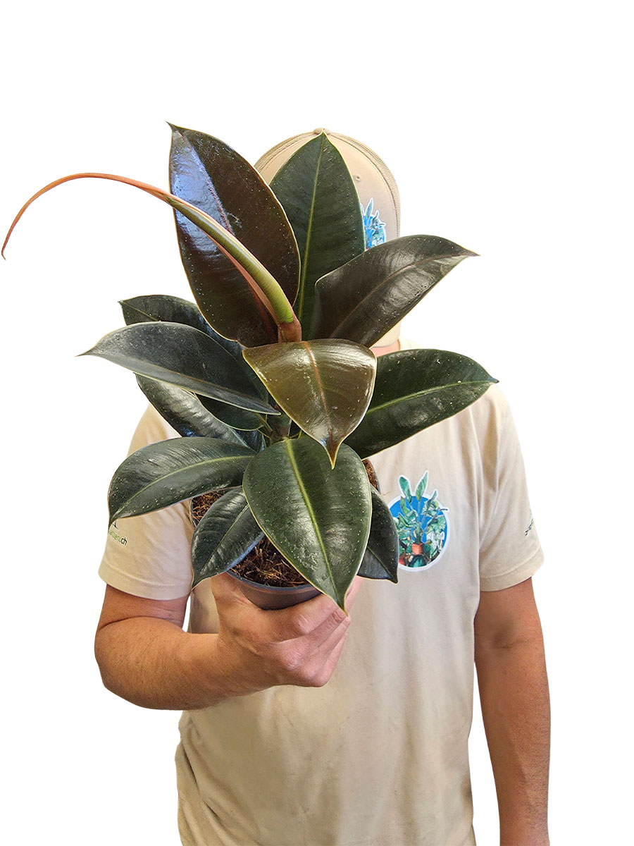 Ficus Elastica Melany