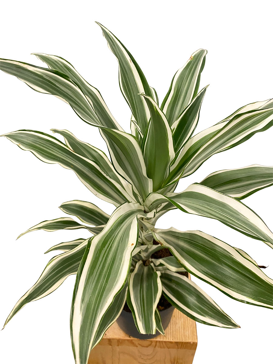 Dracaena White Jewel