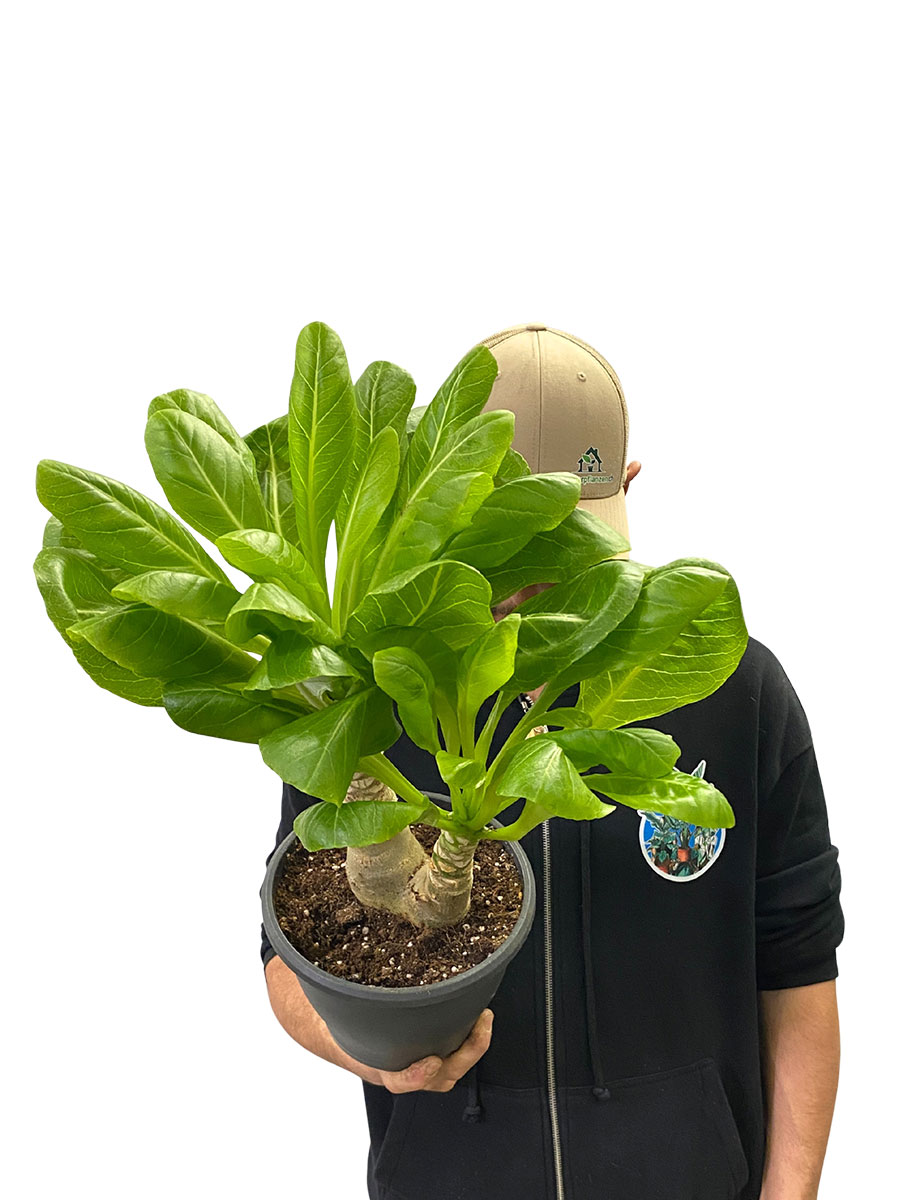Hawaii-Palme Brighamia Insignis - Gross