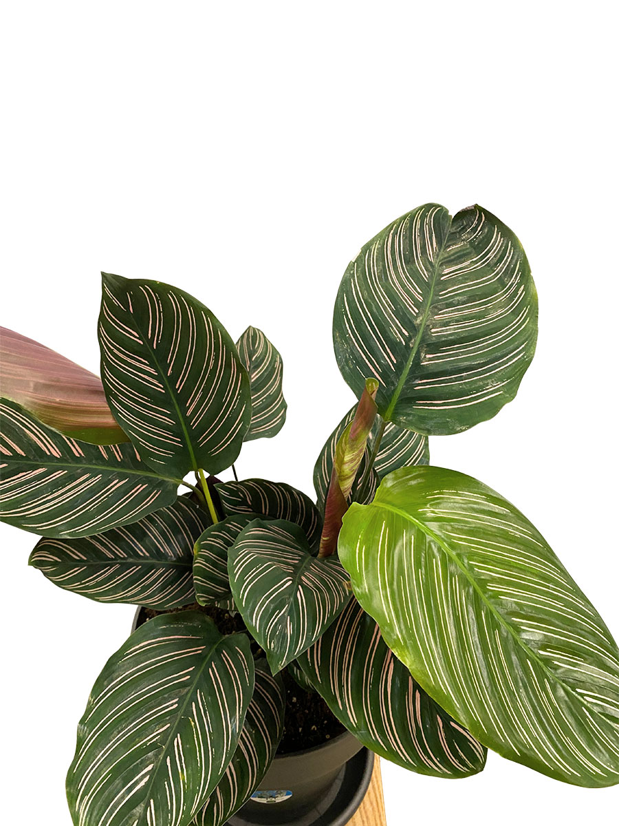 Calathea Ornata
