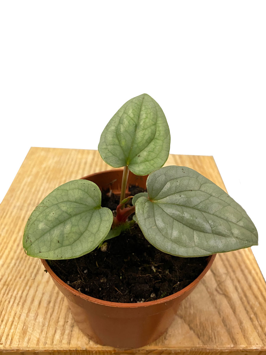 Baby Anthurium Luxurians