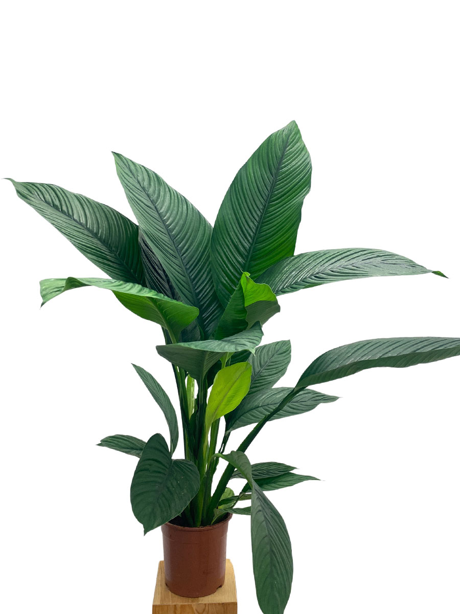 Spathiphyllum Sensation 130-150cm