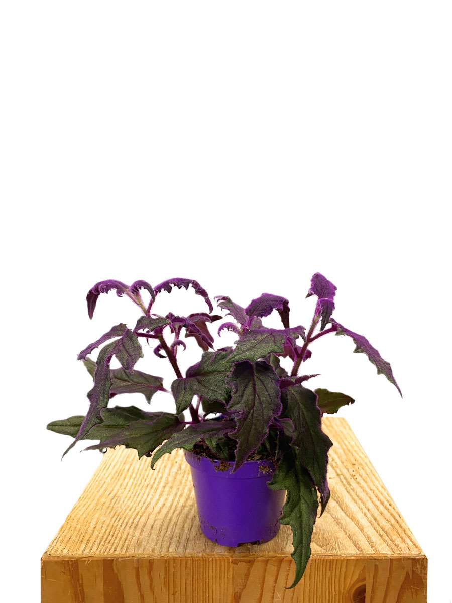 Samtpflanze Gynura Aurantiaca