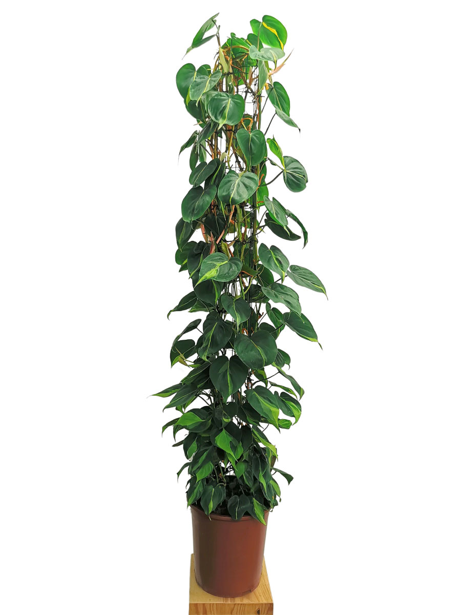 Philodendron Brasil 160cm