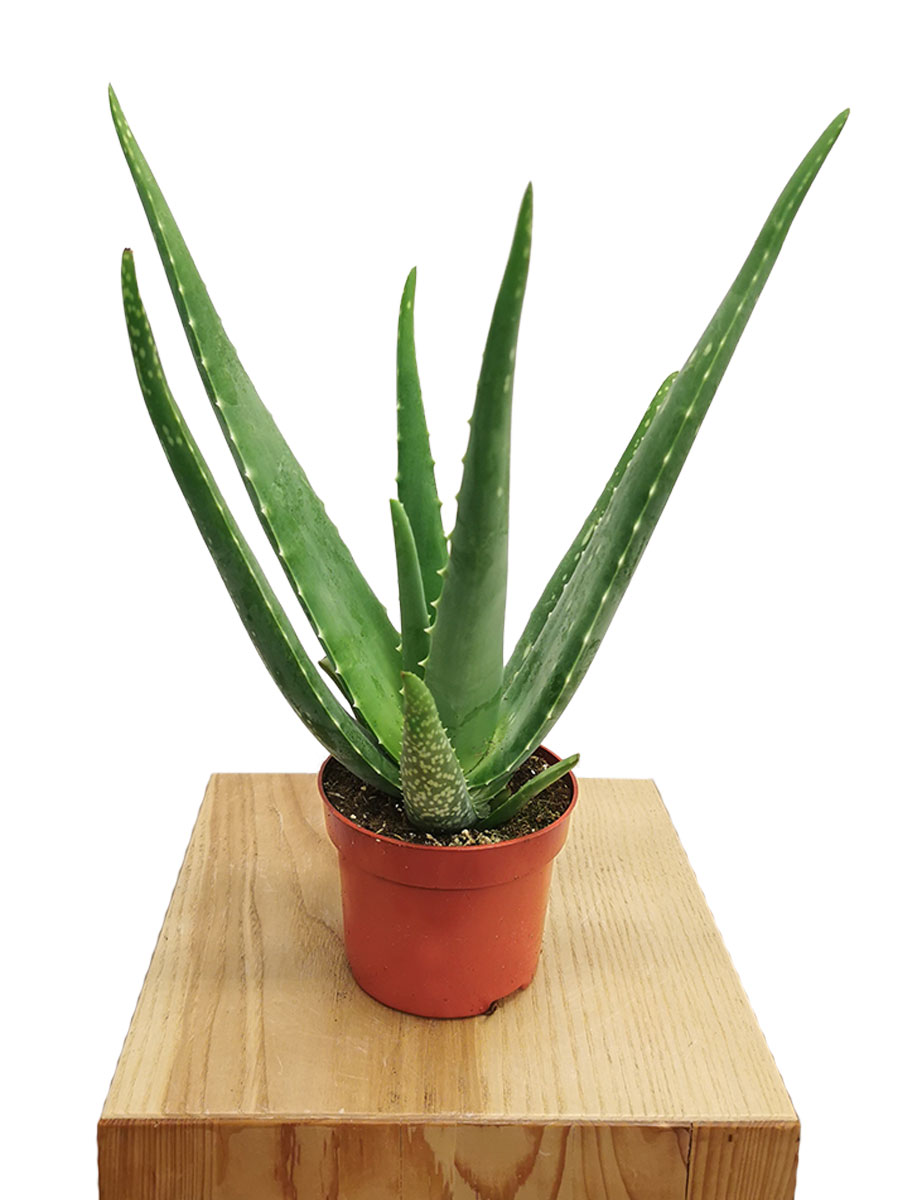 Echte Aloe Vera Bio klein 30-40cm