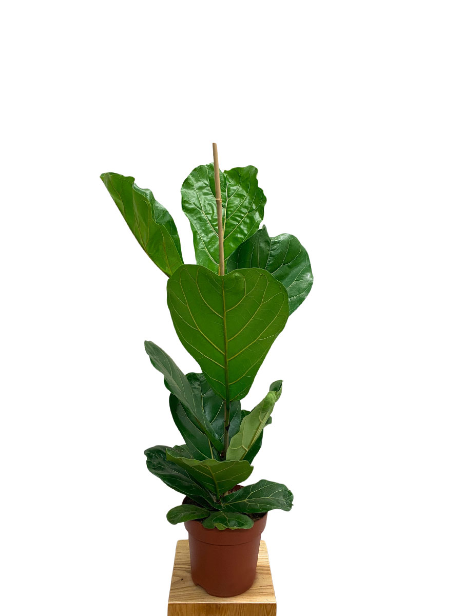 Geigenfeige Ficus lyrata 90-100cm