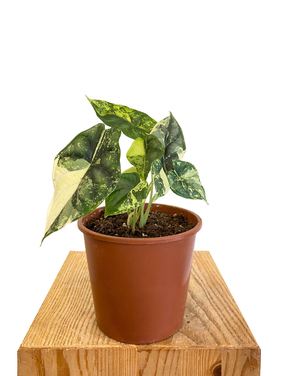 Alocasia Dragon Scale Albo Variegata