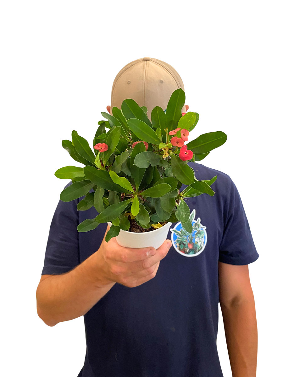 Euphorbia Milii Christus Dorn