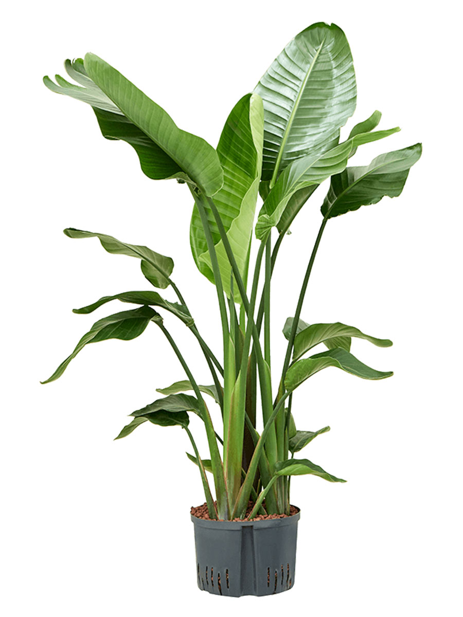  Hydro - Strelitzia Nicolai Gross