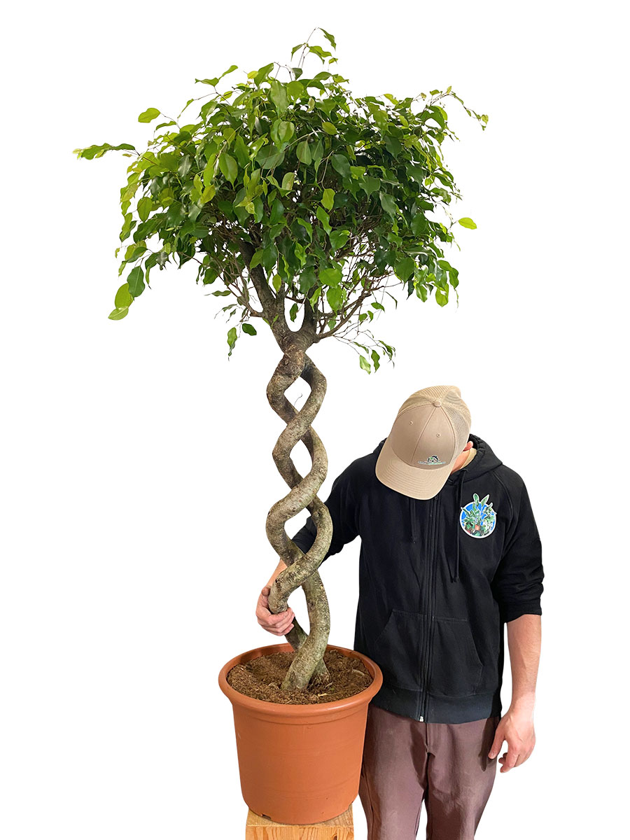Ficus Exotica Doppelspirale - Gross