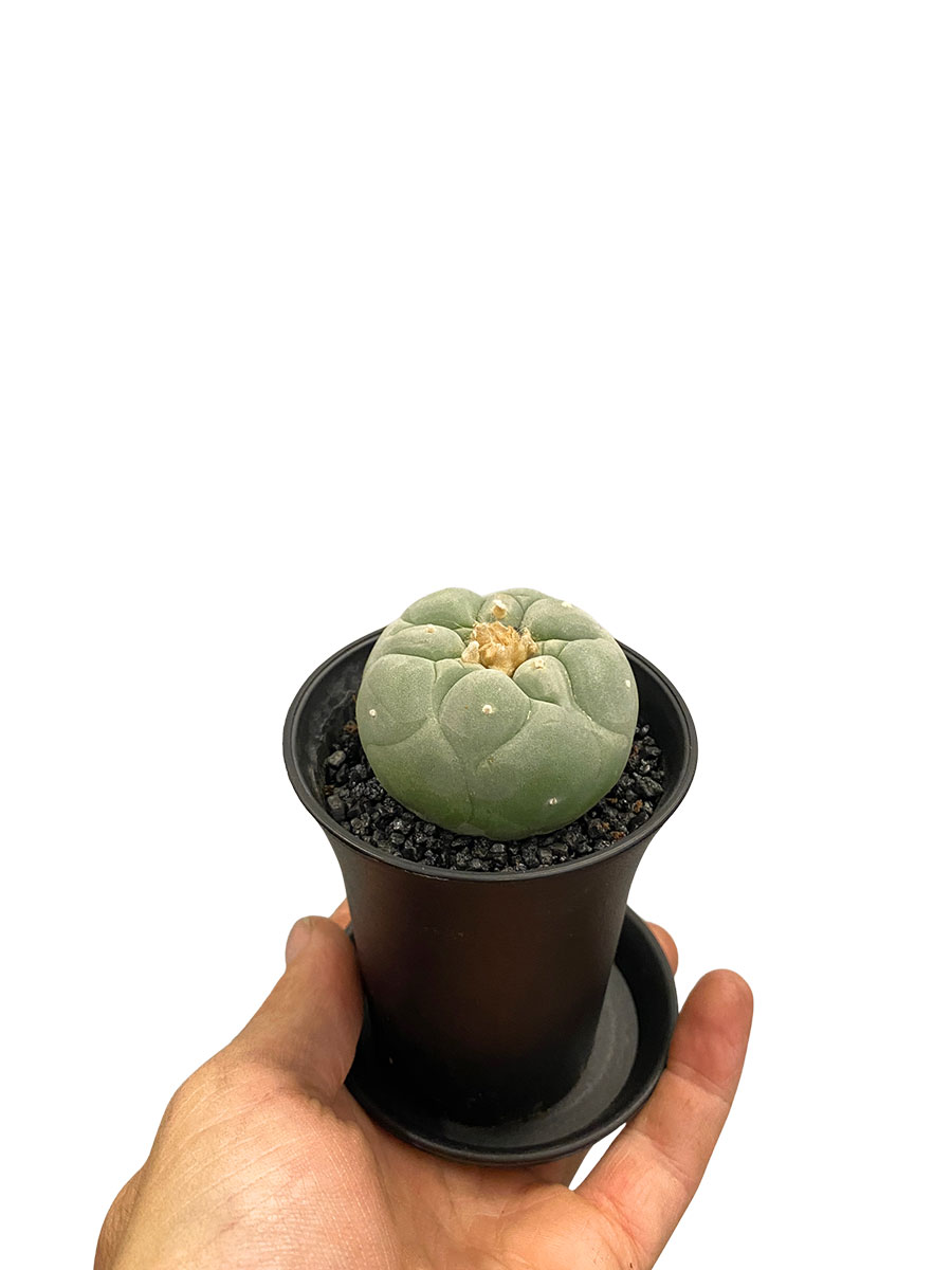 Lophophora Fricci