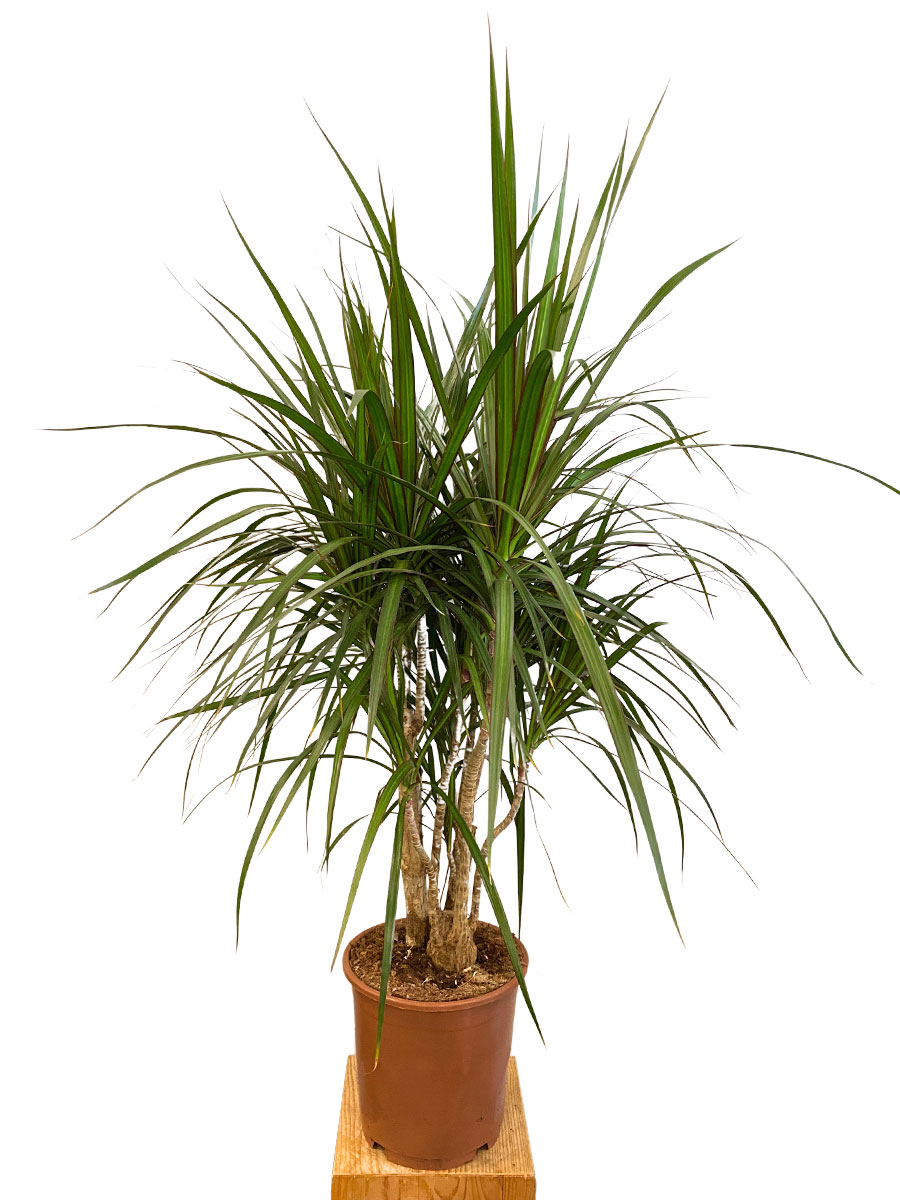 Dracaena Marginata Verzweigt - Ø24 cm