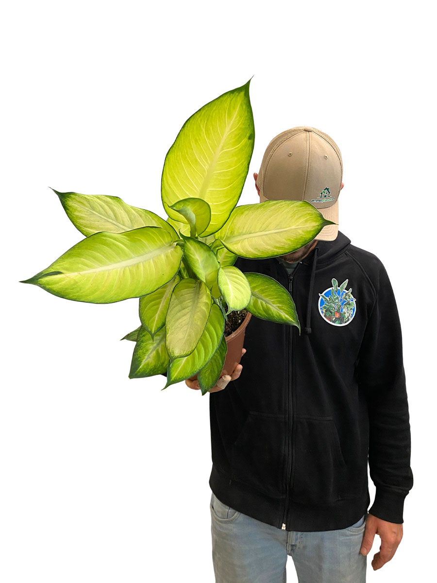 Dieffenbachia Summer Style - Ø17 cm
