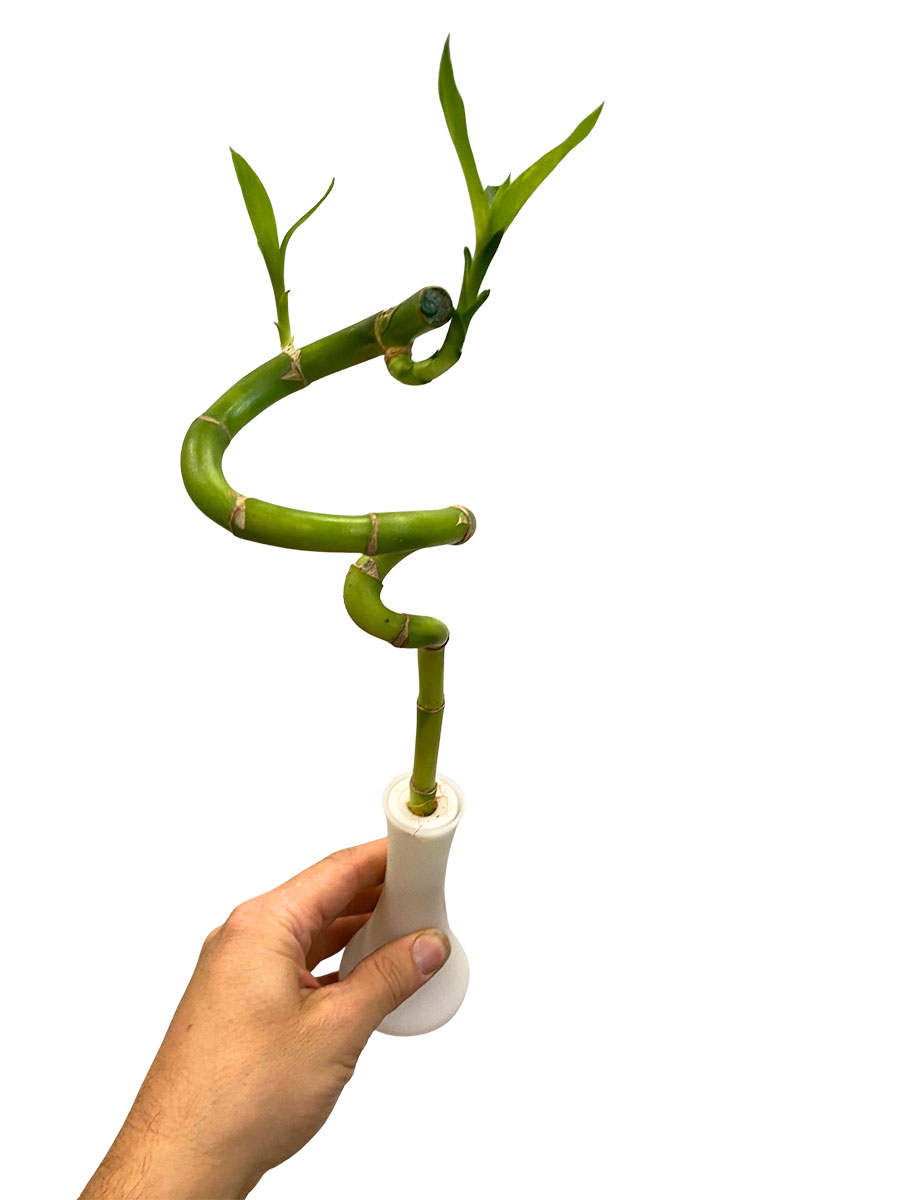 Dracaena Lucky Bamboo a spirale incl. vaso